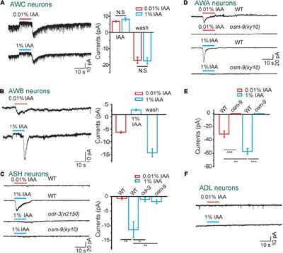 Molecular Strategies for Intensity-Dependent Olfactory Processing in Caenorhabditis elegans